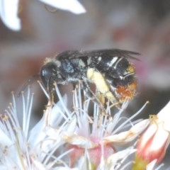 Lipotriches (Austronomia) ferricauda (Halictid bee) at Downer, ACT - 2 Nov 2020 by Harrisi