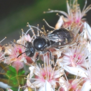 Lipotriches (Austronomia) ferricauda at Downer, ACT - 2 Nov 2020