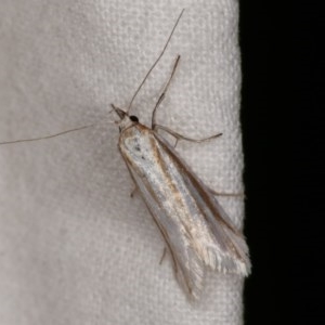 Philobota chionoptera at Melba, ACT - 3 Nov 2020