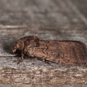 Proteuxoa provisional species 5 at Melba, ACT - 3 Nov 2020 12:54 AM