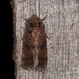 Proteuxoa provisional species 5 at Melba, ACT - 3 Nov 2020 12:54 AM