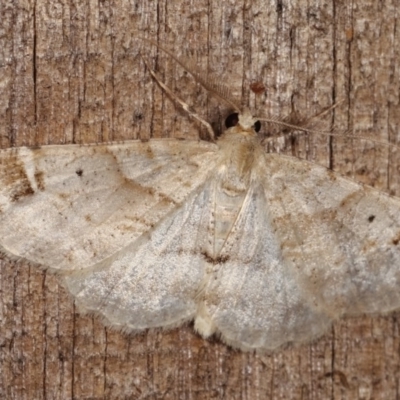 Syneora hemeropa (Ring-tipped Bark Moth) at Melba, ACT - 3 Nov 2020 by kasiaaus