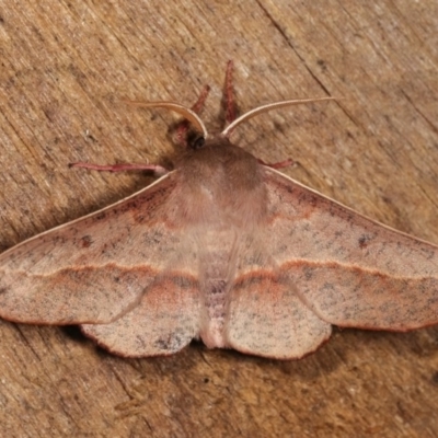Antictenia punctunculus (A geometer moth) at Melba, ACT - 3 Nov 2020 by kasiaaus