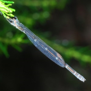 Austrolestes leda at Forde, ACT - 5 Nov 2020