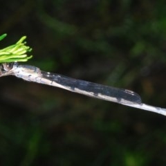 Austrolestes leda at Forde, ACT - 5 Nov 2020