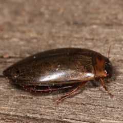 Rhantus suturalis (A predaceous diving beetle) at Melba, ACT - 3 Nov 2020 by kasiaaus