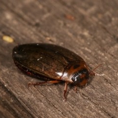 Rhantus suturalis at Melba, ACT - 3 Nov 2020 10:17 PM