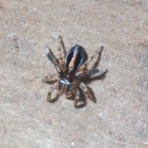 Maratus chrysomelas at Coree, ACT - 3 Nov 2020 09:18 PM