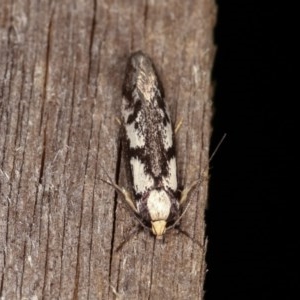 Eusemocosma pruinosa at Melba, ACT - 3 Nov 2020 10:18 PM