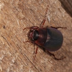 Melolonthinae (subfamily) (Cockchafer) at Melba, ACT - 3 Nov 2020 by kasiaaus