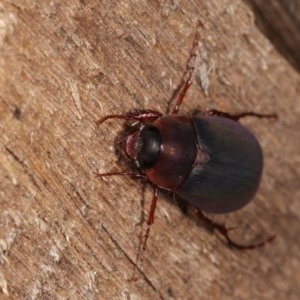 Melolonthinae sp. (subfamily) at Melba, ACT - 3 Nov 2020