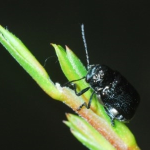 Aporocera (Aporocera) scabrosa at Downer, ACT - 4 Nov 2020