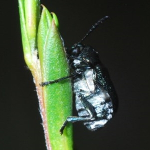 Aporocera (Aporocera) scabrosa at Downer, ACT - 4 Nov 2020