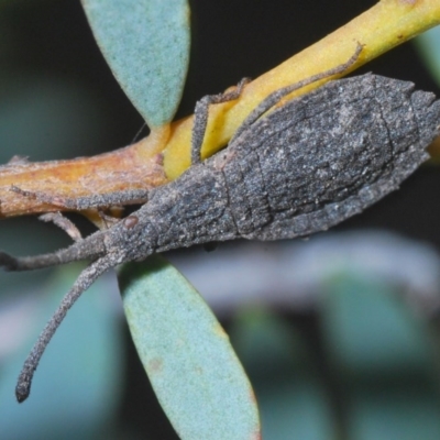 Agriopocoris sp. (genus) (Coreid bug) at Downer, ACT - 4 Nov 2020 by Harrisi