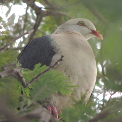 Columba leucomela (White-headed Pigeon) at Conder, ACT - 2 Nov 2020 by michaelb