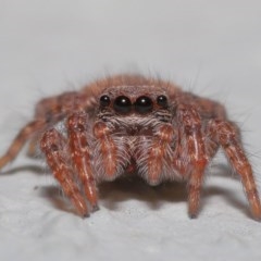 Servaea sp. (genus) (Unidentified Servaea jumping spider) at ANBG - 23 Oct 2020 by TimL