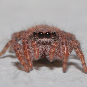 Servaea sp. (genus) at Acton, ACT - 23 Oct 2020