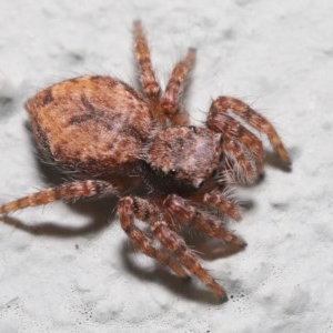 Servaea sp. (genus) at Acton, ACT - 23 Oct 2020