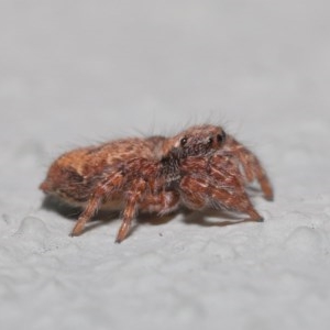 Servaea sp. (genus) at Acton, ACT - 23 Oct 2020