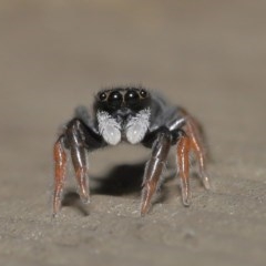 Apricia jovialis (Jovial jumping spider) at ANBG - 23 Oct 2020 by TimL