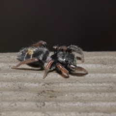 Apricia jovialis at Acton, ACT - 23 Oct 2020 12:17 PM