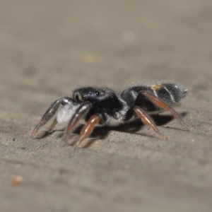 Apricia jovialis at Acton, ACT - 23 Oct 2020 12:17 PM