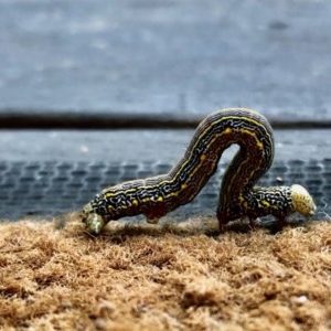 Chlenias (genus) at Aranda, ACT - 5 Nov 2020