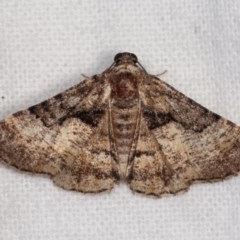 Aporoctena undescribed species (A Geometrid moth) at Melba, ACT - 3 Nov 2020 by kasiaaus