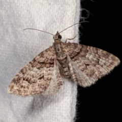 Phrissogonus laticostata (Apple looper moth) at Melba, ACT - 3 Nov 2020 by kasiaaus