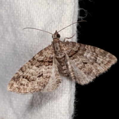 Phrissogonus laticostata (Apple looper moth) at Melba, ACT - 3 Nov 2020 by kasiaaus