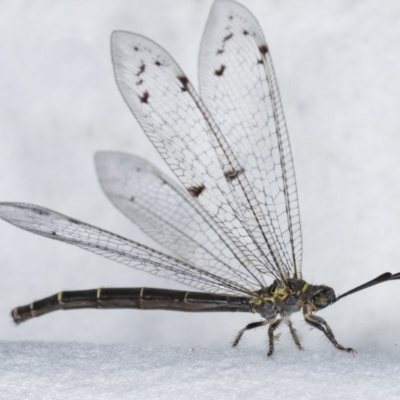 Dendroleon sp. (genus) (An Antlion Lacewing) at Melba, ACT - 3 Nov 2020 by kasiaaus