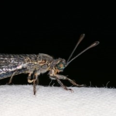 Dendroleon sp. (genus) at Melba, ACT - 3 Nov 2020