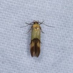 Stathmopoda crocophanes (Yellow Stathmopoda Moth) at Melba, ACT - 3 Nov 2020 by kasiaaus