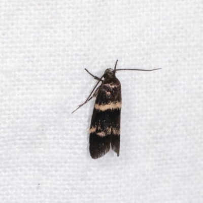 Crossophora semiota (A Concealer moth) at Melba, ACT - 3 Nov 2020 by kasiaaus