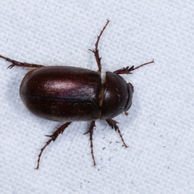 Melolonthinae (subfamily) (Cockchafer) at Melba, ACT - 3 Nov 2020 by kasiaaus