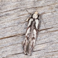 Eusemocosma pruinosa (Philobota Group Concealer Moth) at Melba, ACT - 3 Nov 2020 by kasiaaus