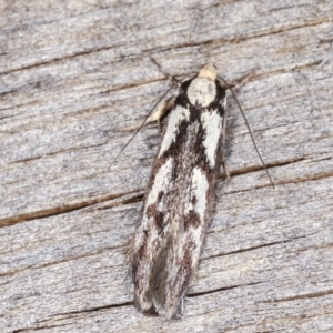 Eusemocosma pruinosa at Melba, ACT - 3 Nov 2020 10:32 PM