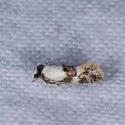 Euphiltra eroticella (A concealer moth) at Melba, ACT - 3 Nov 2020 by kasiaaus