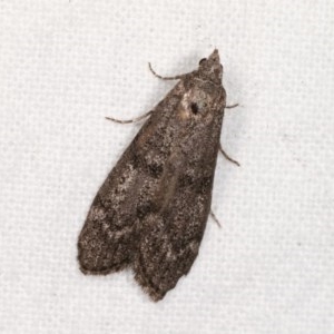 Heteromicta pachytera at Melba, ACT - 3 Nov 2020