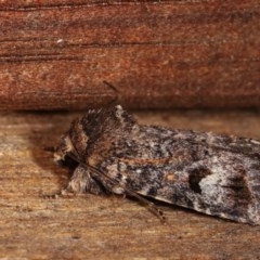 Thoracolopha verecunda (A Noctuid moth (Acronictinae)) at Melba, ACT - 3 Nov 2020 by kasiaaus