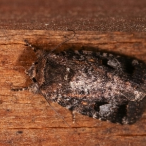 Thoracolopha verecunda at Melba, ACT - 3 Nov 2020