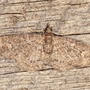 Chloroclystis filata at Melba, ACT - 3 Nov 2020