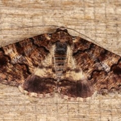 Cryphaea xylina (Woodland Geometrid) at Melba, ACT - 3 Nov 2020 by kasiaaus