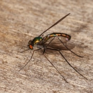 Dolichopodidae (family) at Melba, ACT - 3 Nov 2020