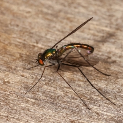 Dolichopodidae (family) (Unidentified Long-legged fly) at Melba, ACT - 3 Nov 2020 by kasiaaus