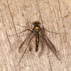 Dolichopodidae (family) at Melba, ACT - 3 Nov 2020