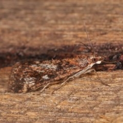 Achyra affinitalis (Cotton Web Spinner) at Melba, ACT - 3 Nov 2020 by kasiaaus