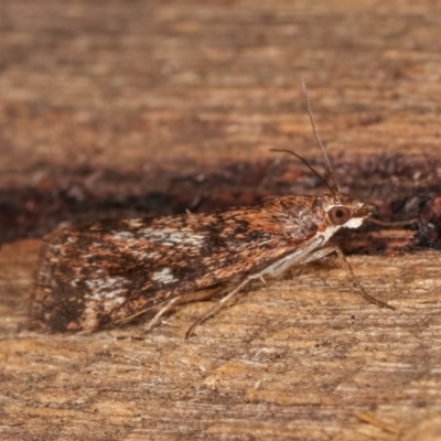 Achyra affinitalis (Cotton Web Spinner, Pyraustinae) at Melba, ACT - 3 Nov 2020 by kasiaaus