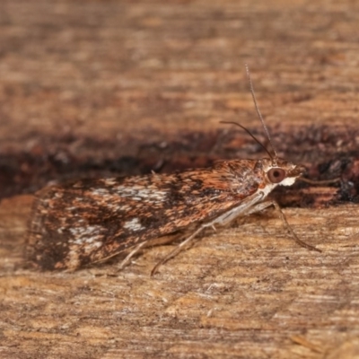 Achyra affinitalis (Cotton Web Spinner) at Melba, ACT - 3 Nov 2020 by kasiaaus