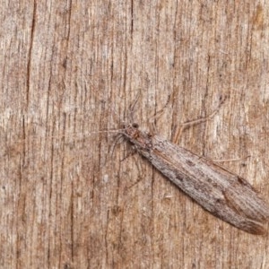 Trichoptera sp. (order) at Melba, ACT - 3 Nov 2020